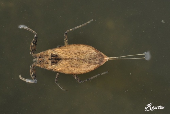 Wasserskorpion (Nepa cinerea)